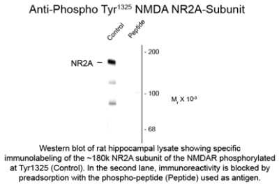 Western Blot: NMDAR2A [p Tyr1325] Antibody [NBP2-29535]